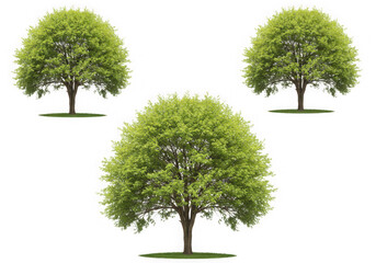 Obraz premium Three lush green trees isolated on transparent background