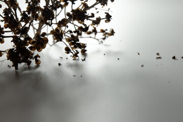 Artistic close-up of dried flowers casting soft shadows on a white surface, perfect for use in...