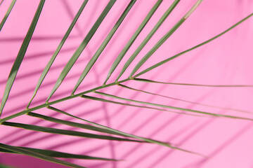 A close-up of palm leaf against a pink background, showcasing shadows. The simplicity and vibrant...