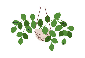 Indoor plant hanging in pot. Trailing leaves, green leaf houseplant with foliage growing in pendant planter. Ampelous greenery, nature decor. Flat vector illustration isolated on white background