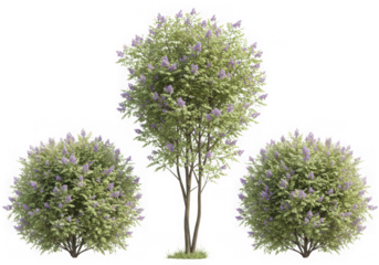 Three lilac trees isolated on transparent background