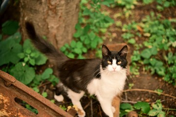 A domestic cat strolls in the courtyard. The black-and-white coat of the animal. Photo 1.