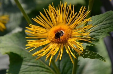Honey bee collect nectar from Inula helenium ,Inula magnifica (Giant Fleabane) blooming yellow flower .Closeup photo outdoors. Bee flower pollinators concept. Free copy space.
