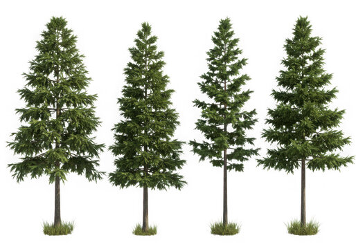 Four realistic fir trees isolated on transparent background