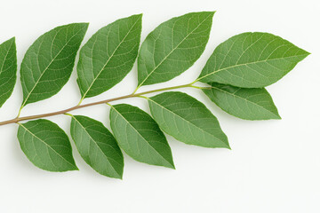 Obraz premium Green ash leaves arranged in a flat lay on a white background showcasing veins and pinnate structure