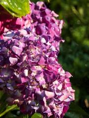 Lush Purple and Pink Hydrangea Blooms with Water Droplets