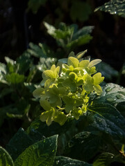 Delicate Green Hydrangea Blooms with Dew Drops in Soft Sunlight