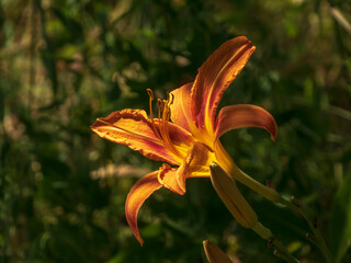 Striking Orange and Yellow Daylily Bloom in Golden Sunlight