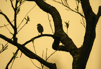 Abendstille im Garten