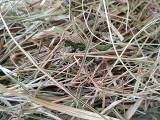 Dry hay close-up showing a textured tangle of straw and grass. Natural agricultural material, ideal for farming, animal feed, and rustic backgrounds