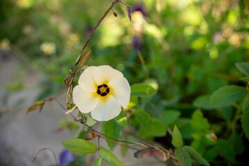 White flower with dark center in a sunlit garden.