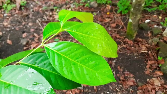 Close-up of green bay leaves or daun salam with morning dew droplets. Commonly used in Indonesian cuisine and herbal remedies