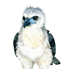 Obraz premium Watercolor White Bellied Sea Eagle: Detailed watercolor illustration of a majestic white bellied sea eagle with striking plumage