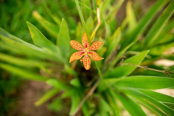 Close-up of a vibrant orange flower.