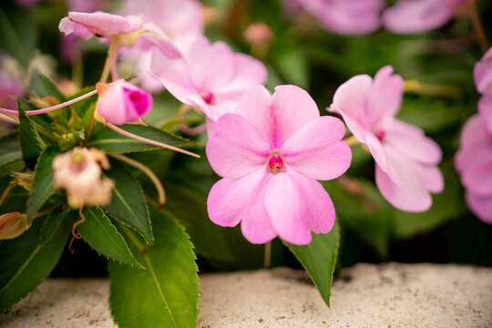 Close-up of vibrant pink impatiens flowers.