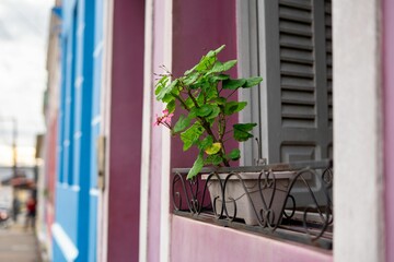 Vibrant Potted Plant on Colorful Street