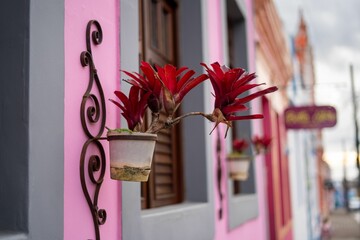 Colorful street scene with vibrant red plants in pots.