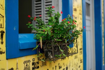 Vibrant window planter with red flowers.