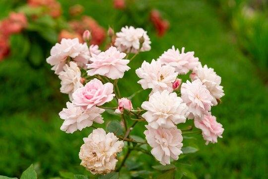 Delicate pink roses in full bloom.