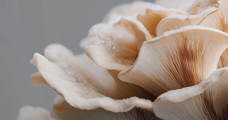 Mushroom Wax Layers with Frost Texture Minimal Clean Background