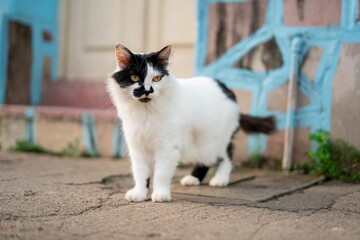Black and white cat on a sidewalk.