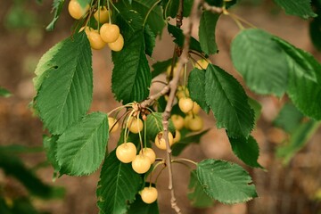 Summer berries. Yellow cherries. Photo 4.