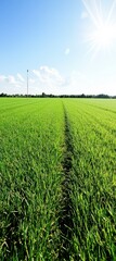 A bright sunny day over a lush green field with clear blue skies and a visible path through the crops.