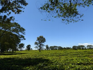 Trees among the tea plantations on a bright sunny day