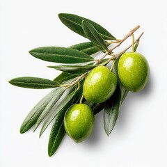 Fresh green olives on branch, leaves