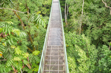 View of canopy walkway in Sepilok, Borneo, Malaysia.