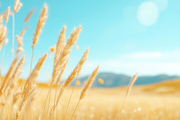 Fototapeta premium Golden wheat stalks swaying in the sunlit field against a clear blue sky, embracing the warmth of a bright sunny day