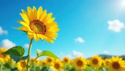 Single sunflower facing upwards, azure backdrop , plant, seed, flower