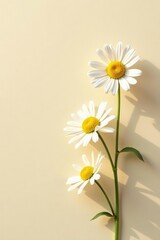 Fototapeta premium Subtle chamomile floral pattern, soft light & shadow on neutral beige , chamomile, aesthetic