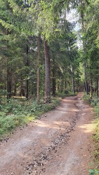 Waldweg ''Dr. Herbert R&ouml;hrig'' bei Undeloh, L&uuml;neburger Heide