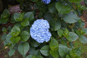Hydrangeas (Hydrangea) are a genus of plants in the hydrangea family (Hydrangeaceae). Madeira,...
