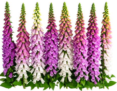 Top View of Multiple Vertical Foxglove Flower Stems with Varied Colors, Transparent Background.