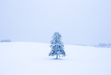 A large tree standing tall in the snow