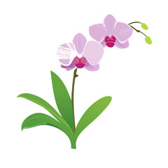 Fototapeta premium Elegant Orchid Flower Illustration in Vector Format for Creative Projects
