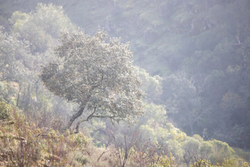 Solitary tree in misty hillside of Parque natural de Monfragüe, Extremadura, Spain. Mediterranean wilderness and peaceful rural landscape