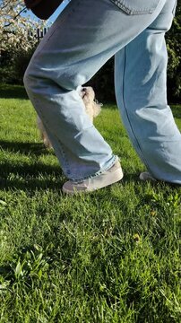 Vertical screen: white small dog running joyfully across verdant lawn, racing toward owner with playful energy and pure happiness captured in vibrant slow motion sequence. White small dog wagging tail