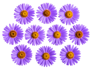Cluster of Vibrant Purple Aster Flowers in Full Bloom, Transparent PNG.