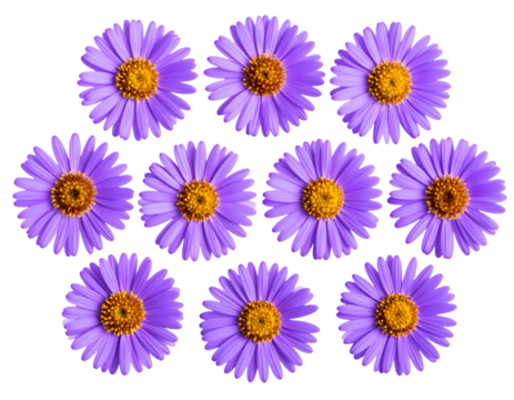 Cluster of Vibrant Purple Aster Flowers in Full Bloom, Transparent PNG. - Powered by Adobe