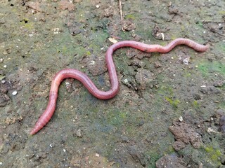 Earthworm (Lumbricus terrestris) on the ground
