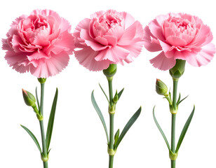 Trio of Pink Carnation Flowers with Long Green Stems, Transparent Background.