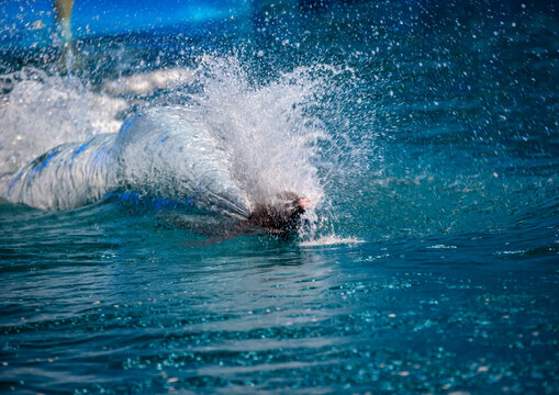 Dolphin show in Rungna dolphinarium, DGC, Pyongyang, North Korea