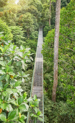 View of canopy walkway in Sepilok, Borneo, Malaysia.