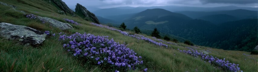 Panoramic view of purple wildflowers in nature hdr 360 degrees landscape scenic environment