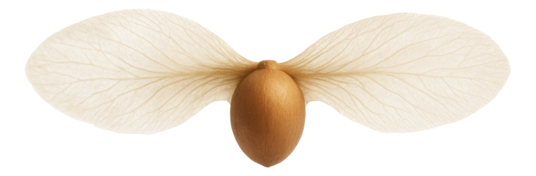 Birch seed with a delicate, papery wing and a small, central nutlet