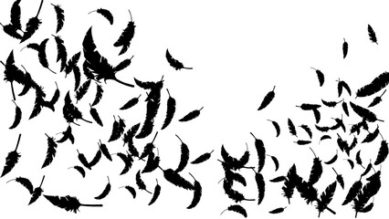 黒い鳥の羽がふわふわと舞う（16:9） Feather Series:Many black bird feathers fluttering