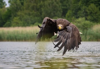 white-tailed eagle